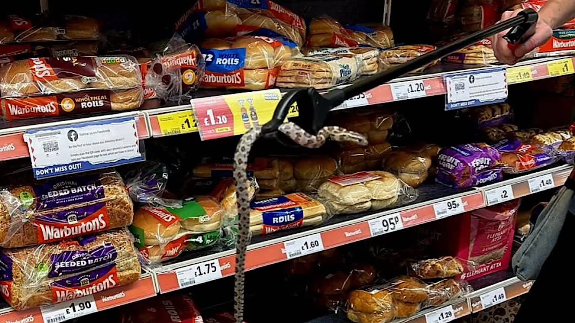 Baby corn snake found in UK supermarket aisle as rescuers see surge in abandoned...