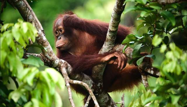 An orangutan sits on a tree branch surrounded by green foliage.