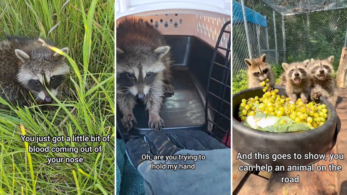 A raccoon lies in the grass and is in a carrier, and then three raccoons interact near a bowl of grapes in an enclosure.