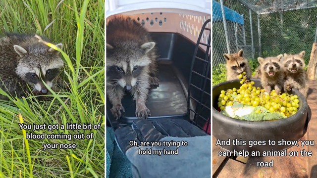After 8-hour drive, rescuer stops for baby raccoon on highway, gives it another shot at the wild