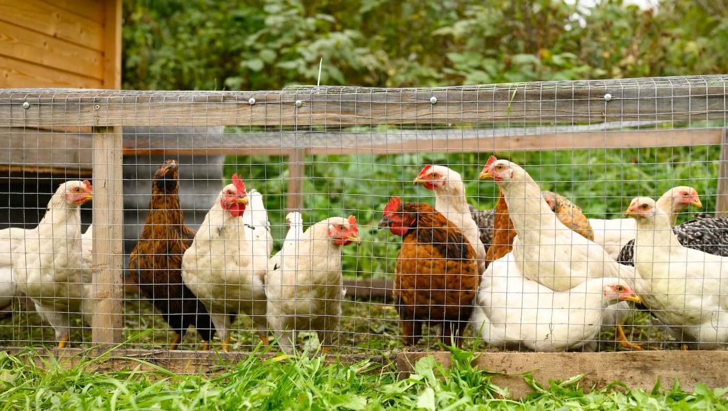 Chickens of various colors gathered together inside a fenced area with greenery in the background.