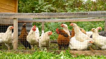 Chickens of various colors gathered together inside a fenced area with greenery in the background.