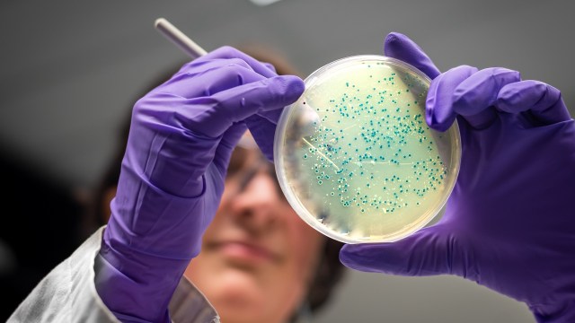 A person in gloves holds a petri dish containing blue beads in a laboratory setting.