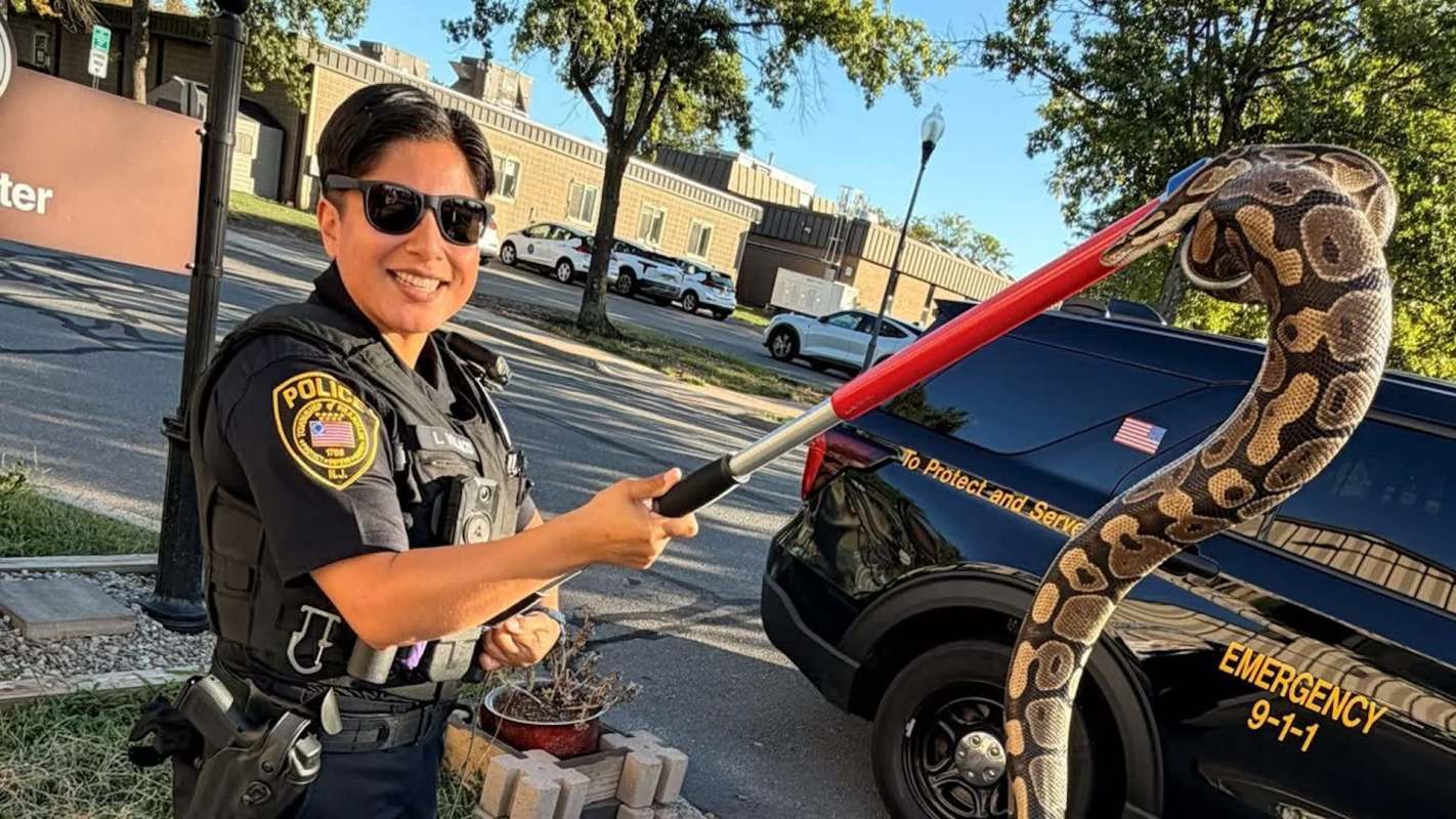 A police officer uses a pole to handle a snake near a police vehicle.