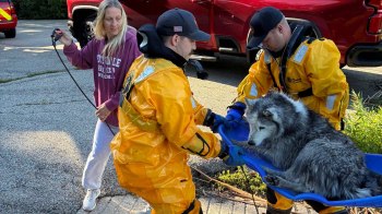 Rescue personnel carry a wolf on a stretcher while a woman holds a leash nearby.