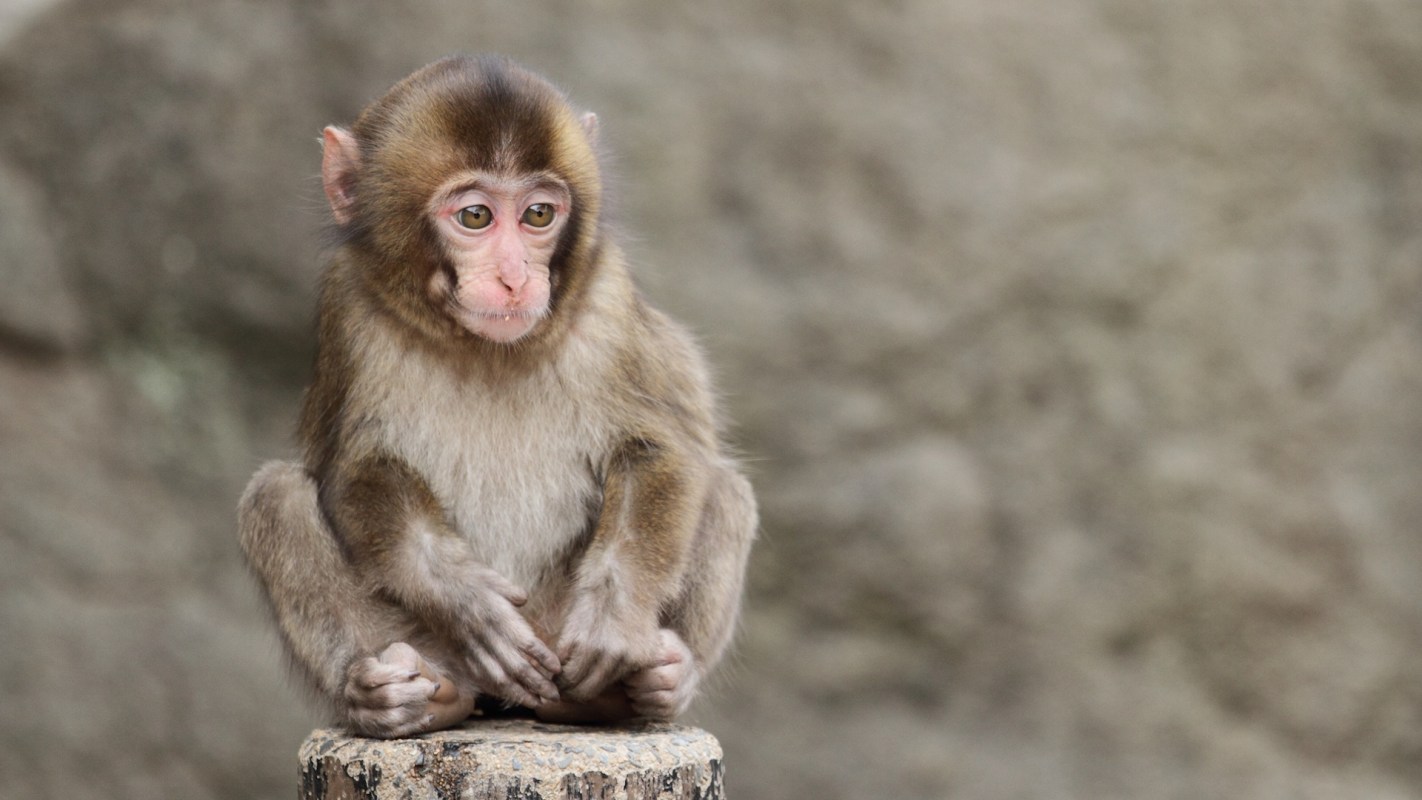A young monkey sitting on a log with a rocky background.