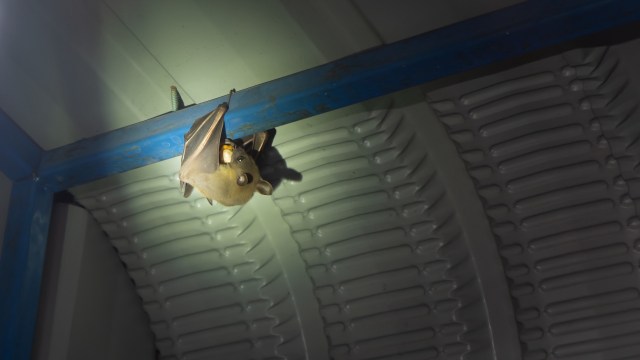 A bat hanging upside down from a metal beam in a semi-dark environment.