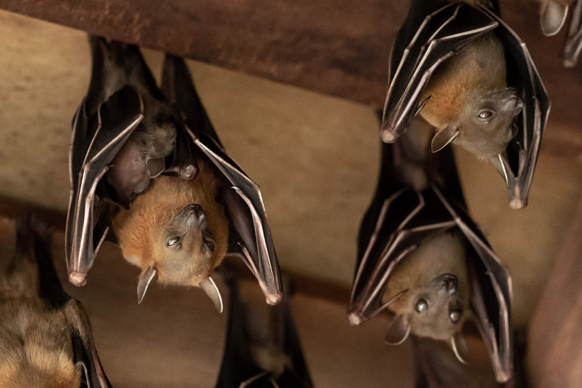 Ohio homeowner says bats pour from condo roofline after dark, above where children play