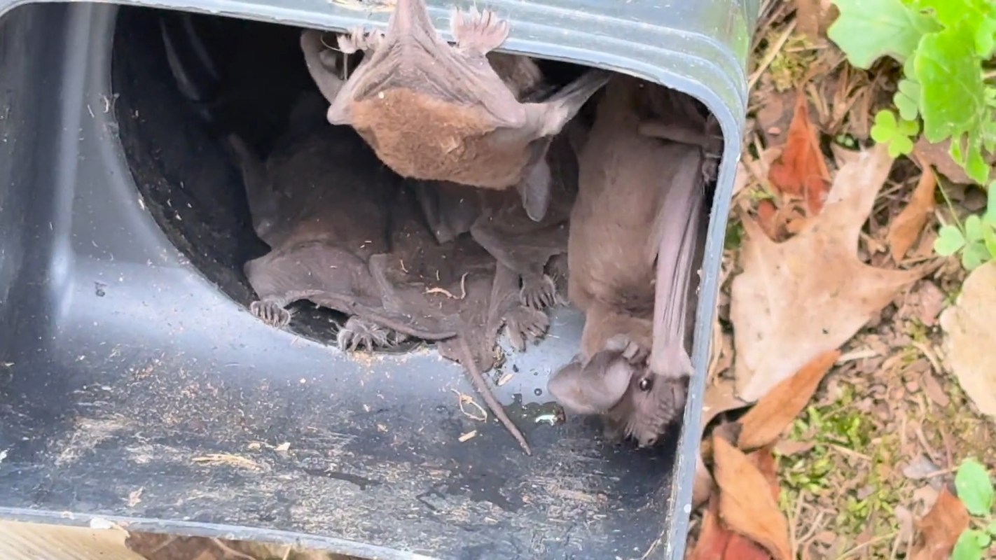Bats in a downspout.