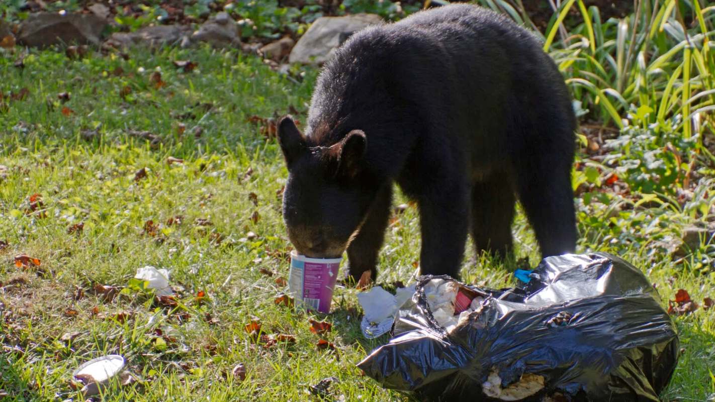 A bear scavenges through a trash bag on the grass.