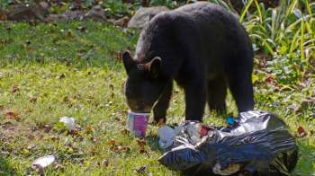 A bear scavenges through a trash bag on the grass.