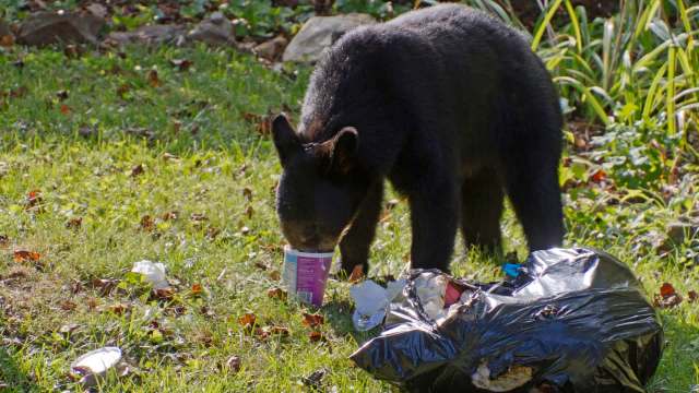A bear scavenges through a trash bag on the grass.