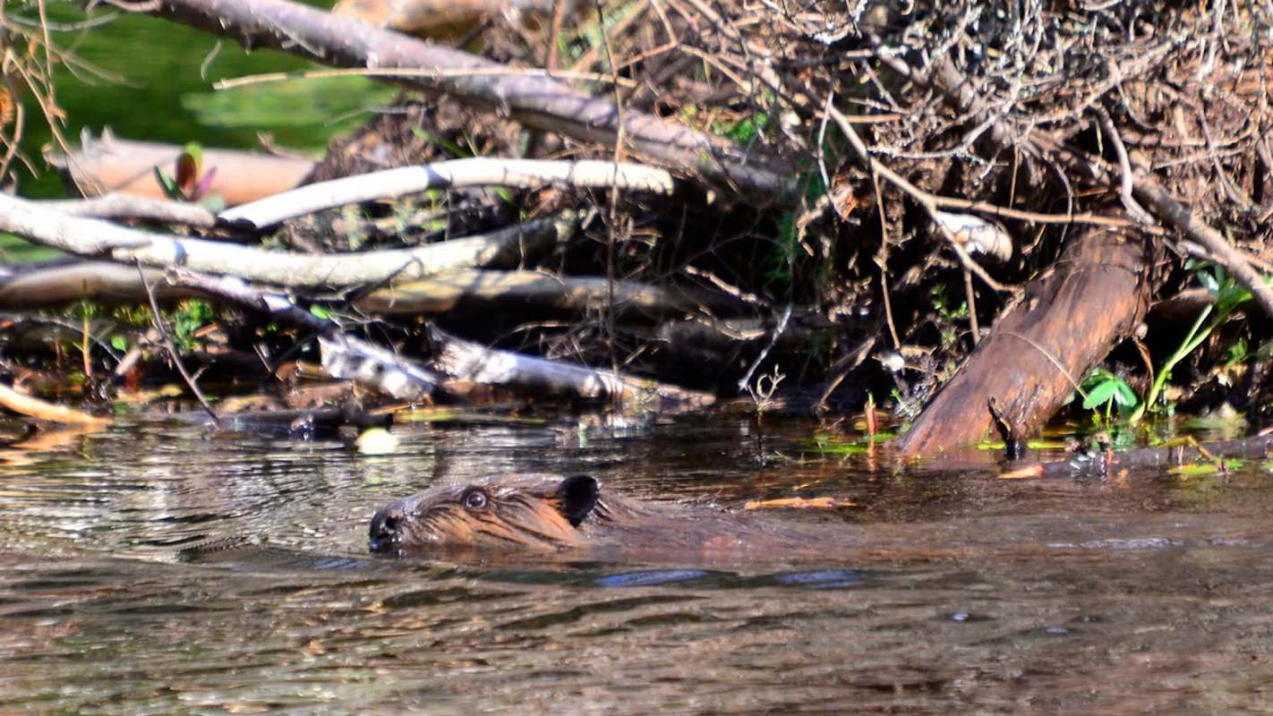A beaver near a dam.