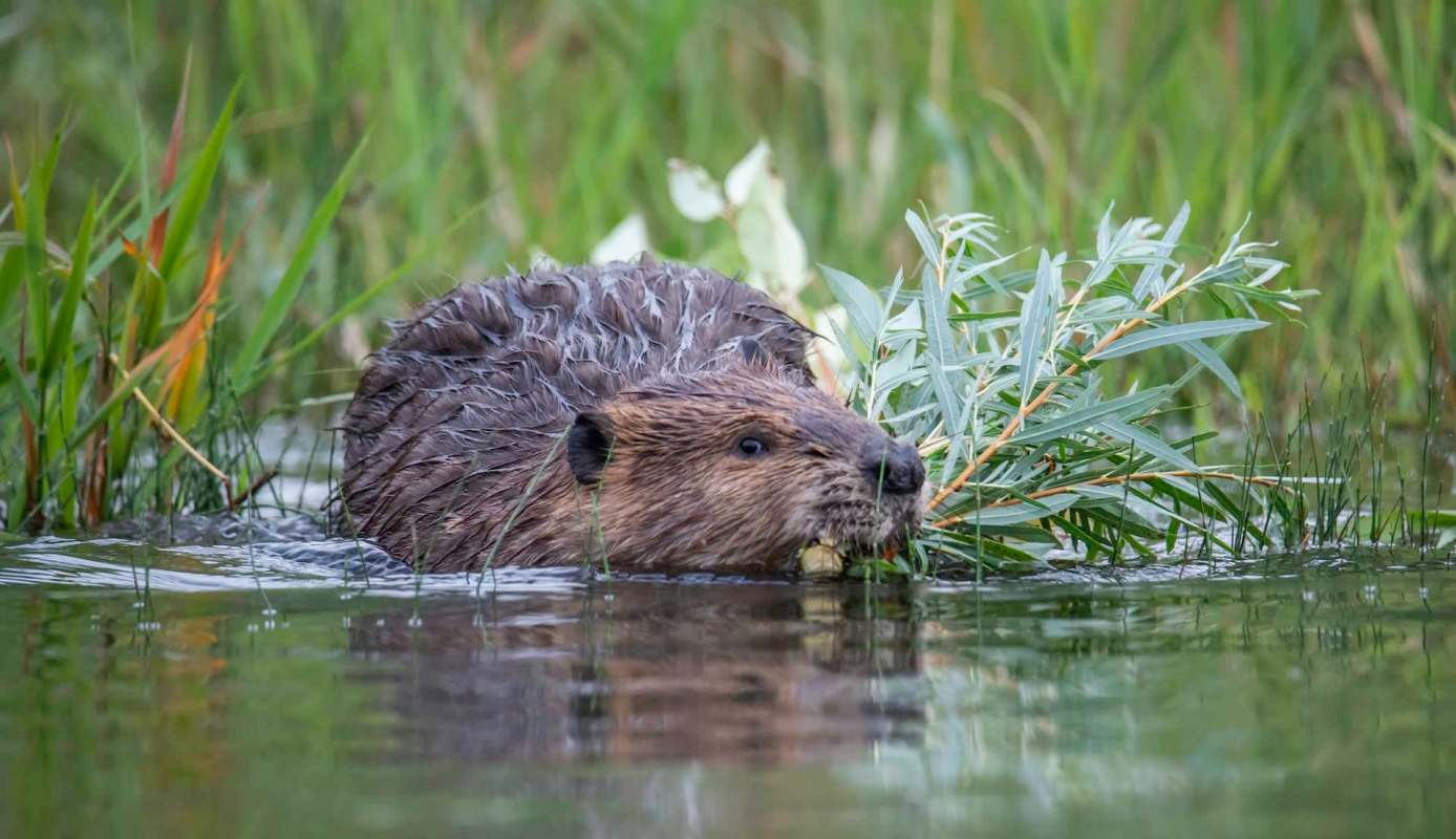 A beaver.