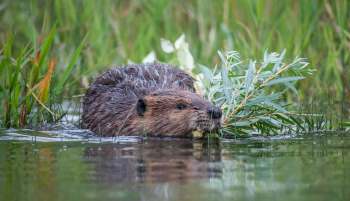 A beaver.