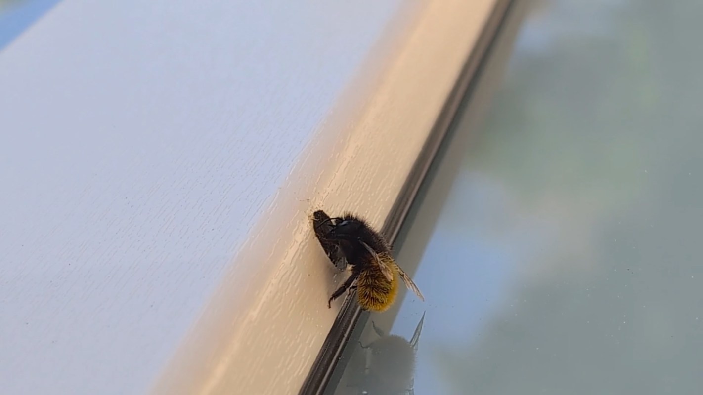 A bee crawls along a white surface near a window.