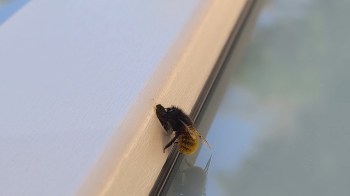 A bee crawls along a white surface near a window.