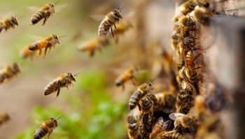 Bees.