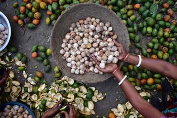 A woman's hands reach into a pile of betel nuts and holds a handful