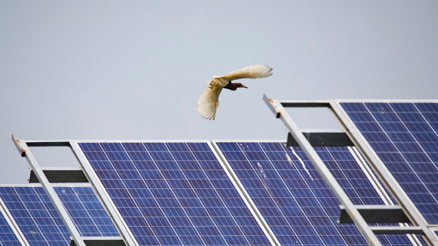 A bird flies above solar panels against a clear sky.