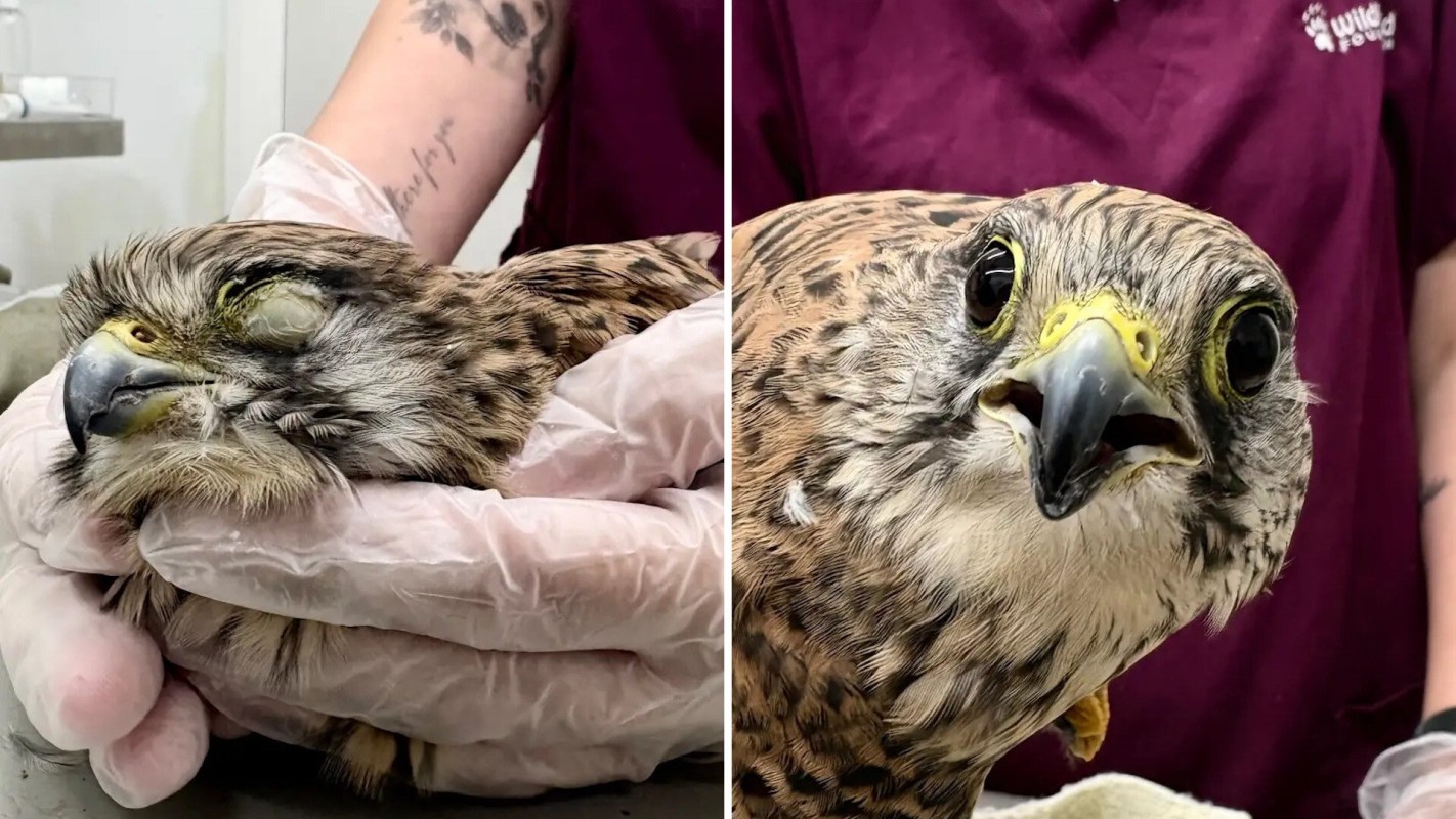 A bird being held by a person wearing gloves, with a focused view on its head and beak.