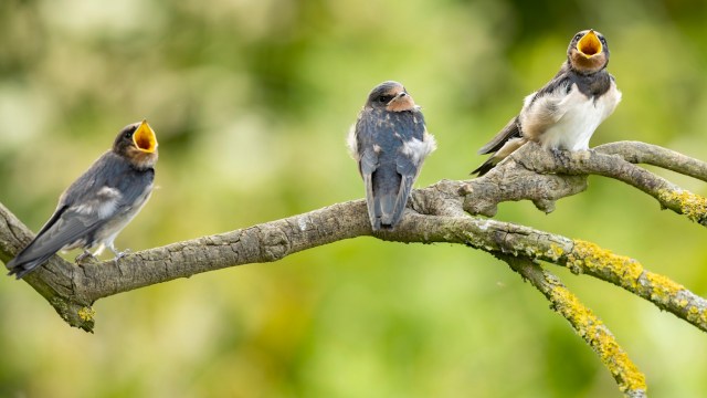 Three birds with open beaks sit on a branch against a blurred green background.