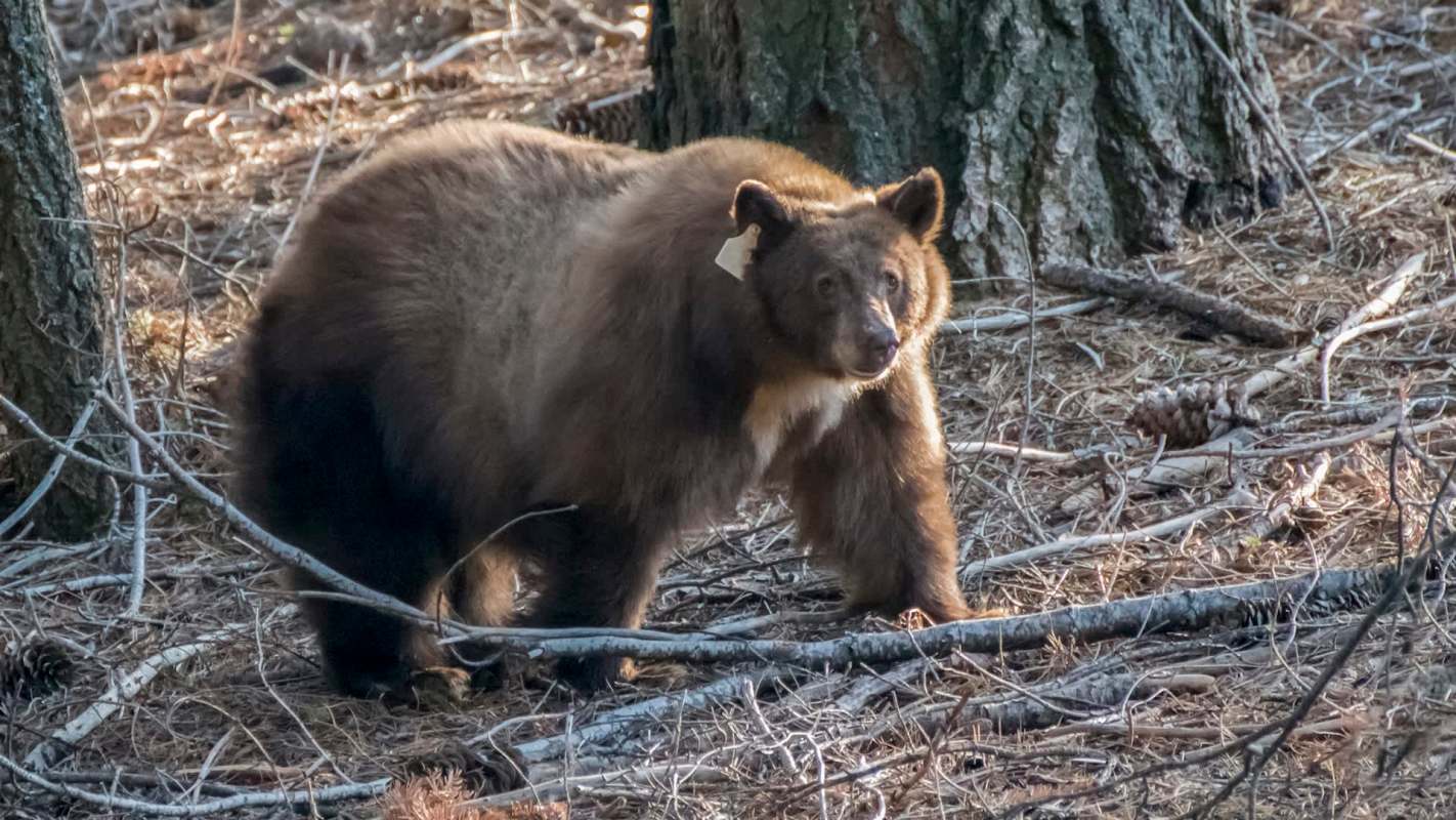 A bear with a tag in its ear stands among fallen branches and pine needles in a forest.