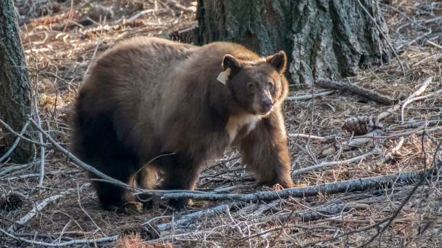A bear with a tag in its ear stands among fallen branches and pine needles in a forest.