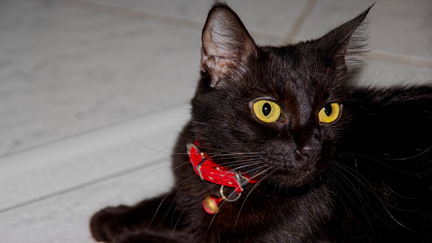 A black cat with yellow eyes and a red collar rests on a tiled floor.