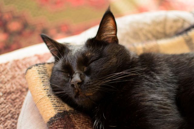 New York 'Catman' frees cat found trapped upside-down behind wall for 5 days