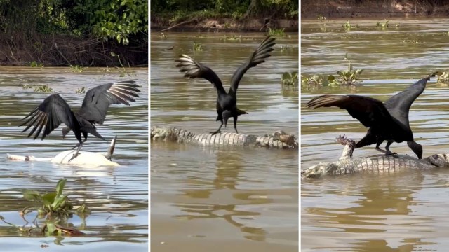 A black vulture rolls a dead caiman in the water like a log and pecks at it.