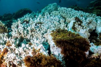 An underwater scene featuring various bleached coral formations and marine plants.