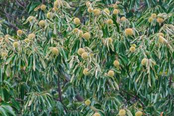 Chestnut tree branches.