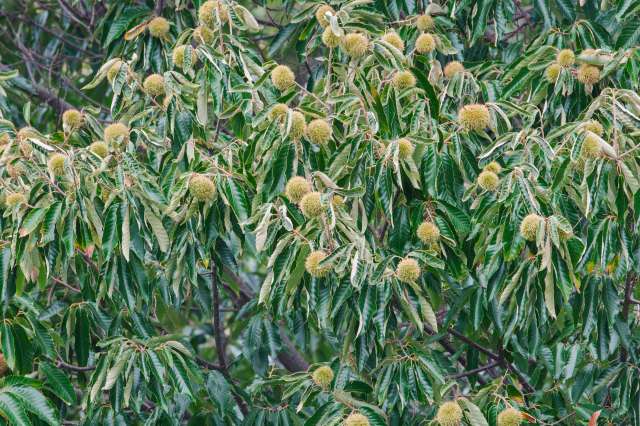 Chestnut tree branches.
