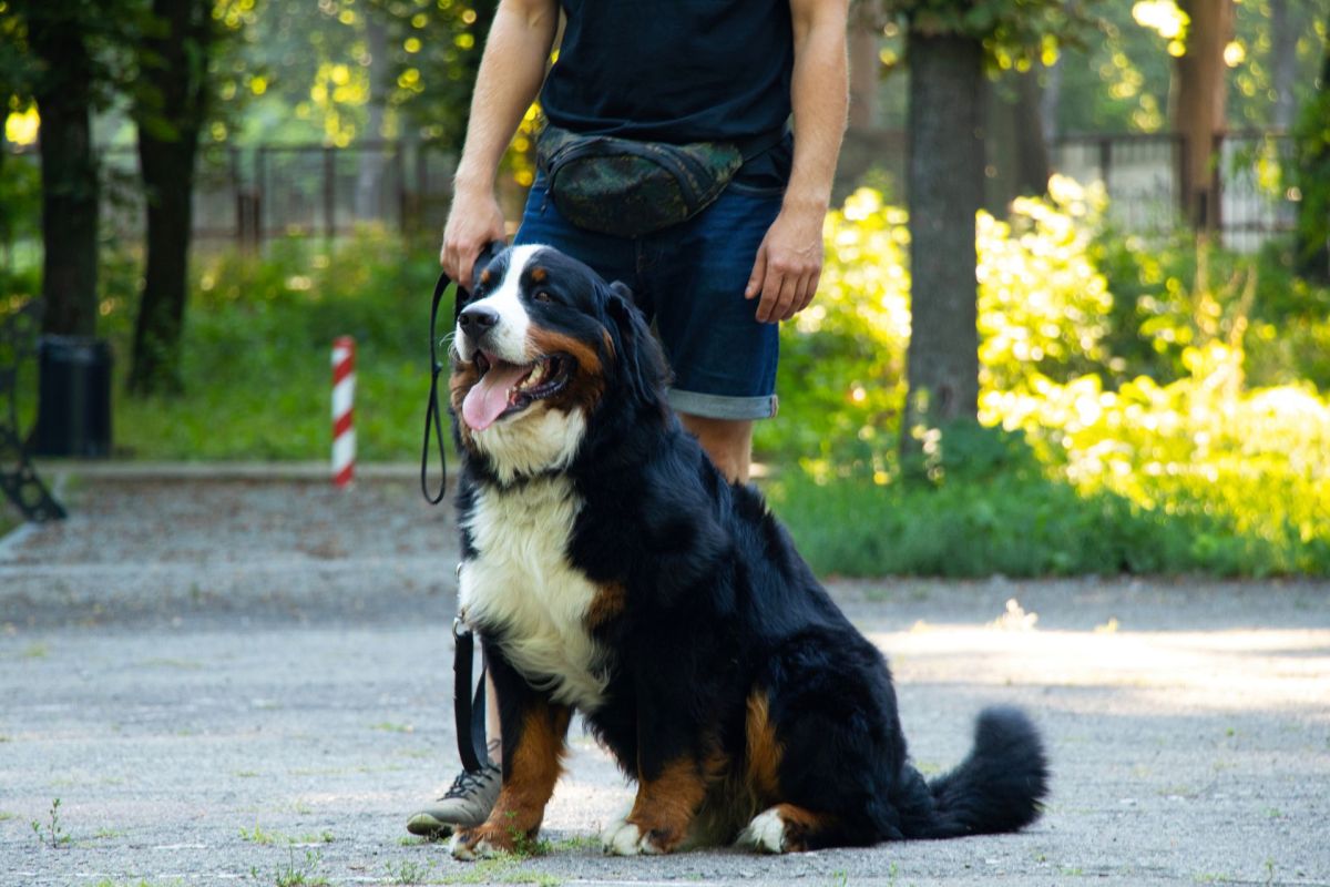 A person holding a leash and standing next to a sitting Bernese Mountain Dog.