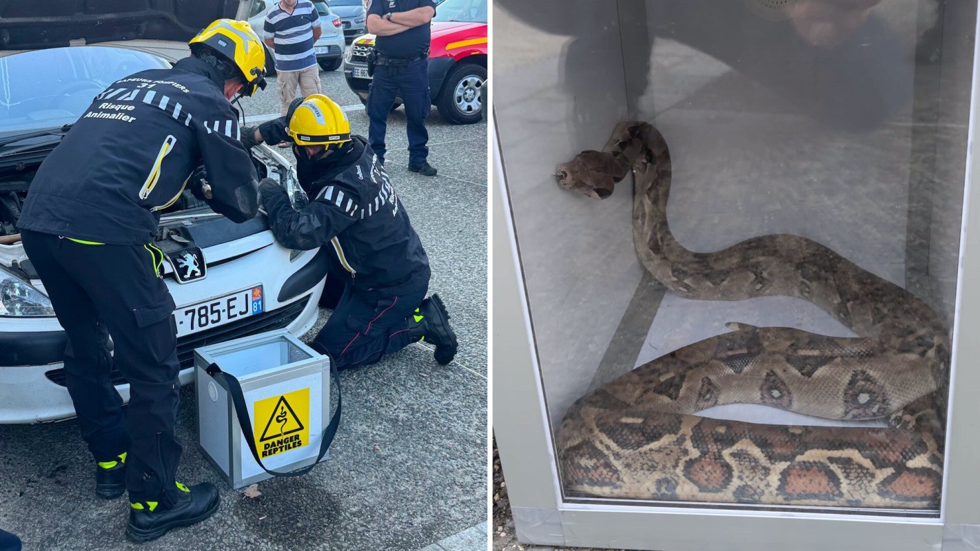Two emergency responders examine a car engine with a container labeled "Danger Reptiles" nearby; a snake is in a glass display.