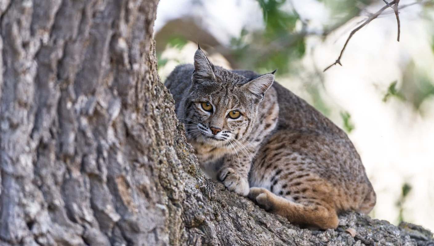 A bobcat resting on a tree branch.