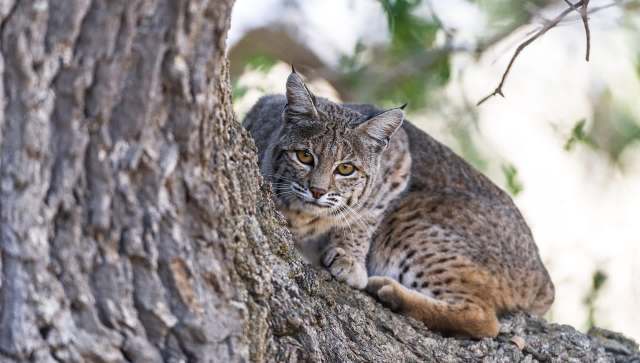 A bobcat resting on a tree branch.