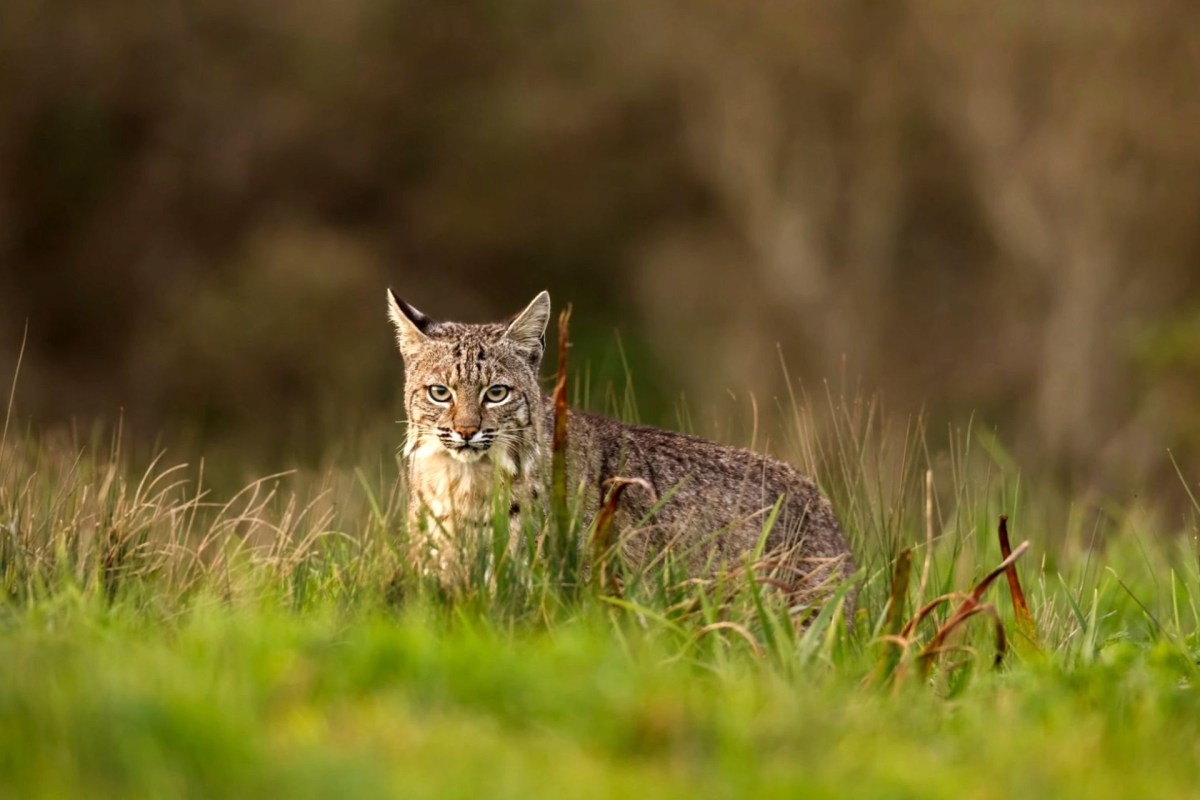 A bobcat in a grassy field.