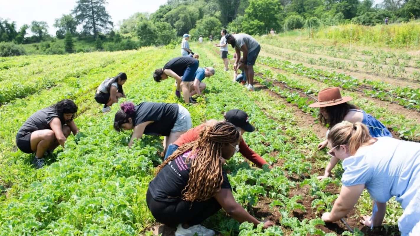 A group of people working in a green, leafy field during a sunny day.