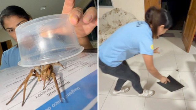 A woman uses a plastic container to capture a large spider, then the spider is on the floor.