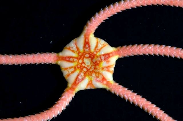 An Ophiuroid brittle star.