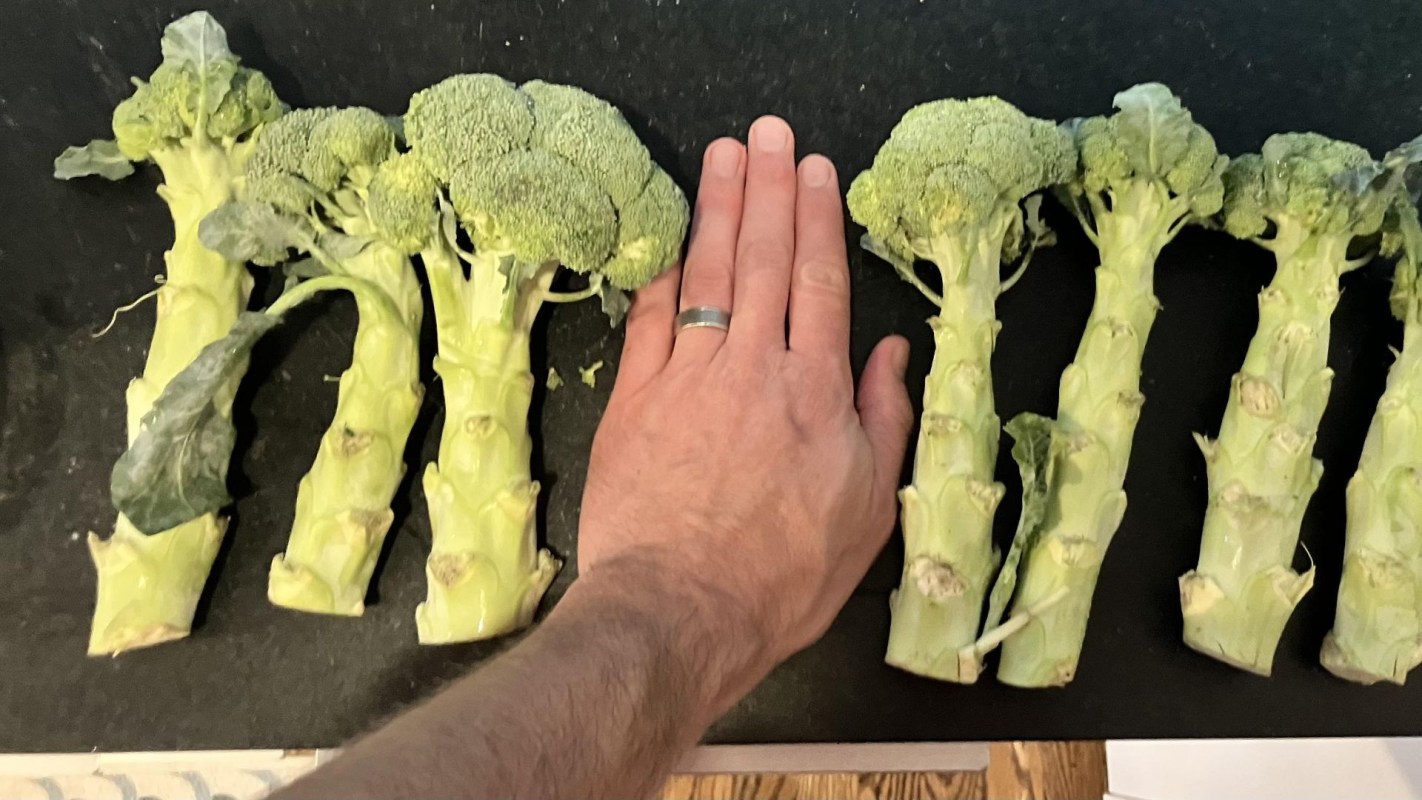 A person putting their hand next to big stalks of broccoli.