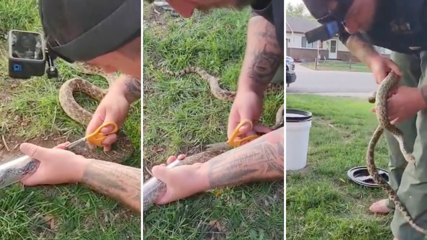 A person uses scissors to remove a snake from tubing on the grass.