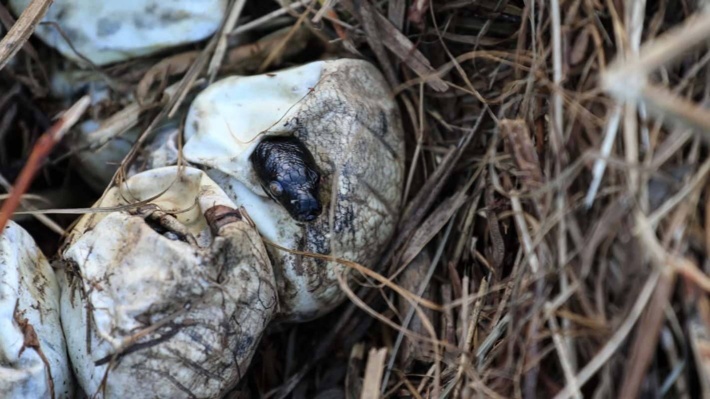 A baby snake emerging from a cracked egg surrounded by straw and debris.