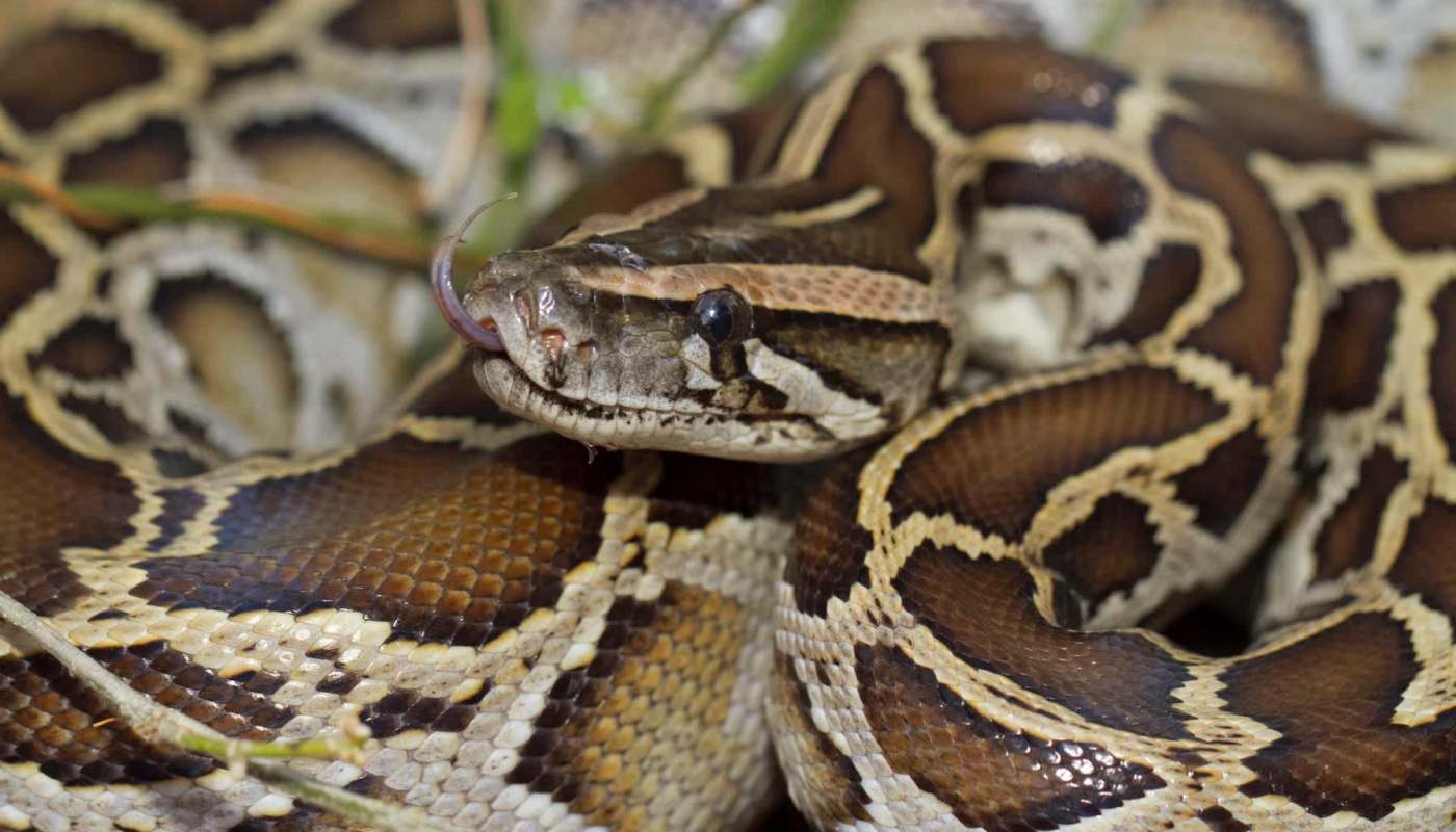A close-up of a python with distinctive patterns resting among greenery.