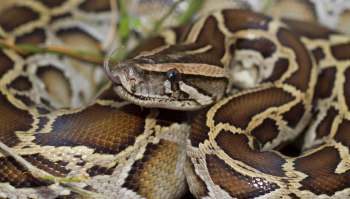 A close-up of a python with distinctive patterns resting among greenery.