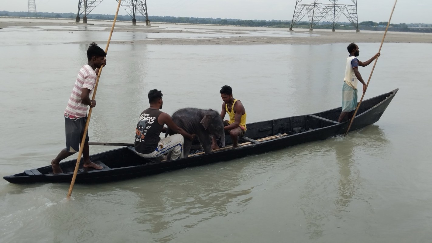 Four men are in a boat on a river, accompanied by a baby elephant.