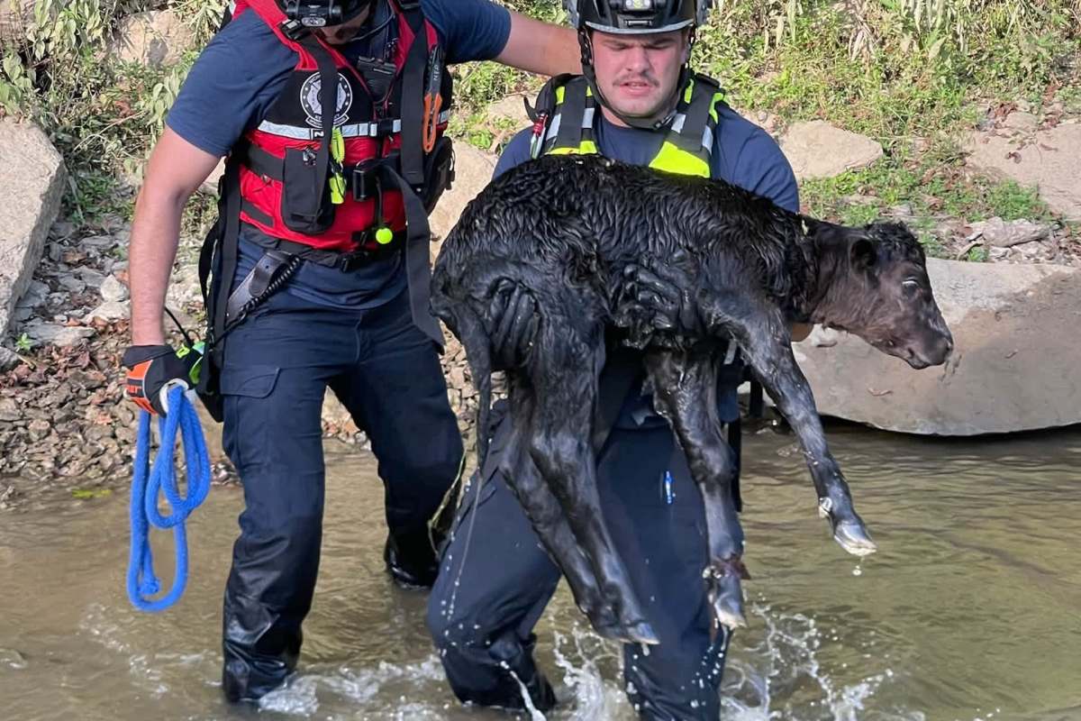 Two rescuers carry a wet calf out of the water, with rocky terrain in the background.