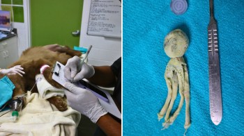 A veterinary technician examines a dog while a small object resembling a toy is displayed on a blue surface.